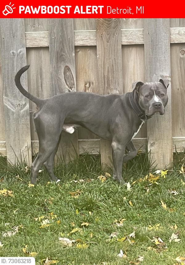 Lost Male Dog last seen Lyndon and Southfield service drive, Detroit, MI 48223