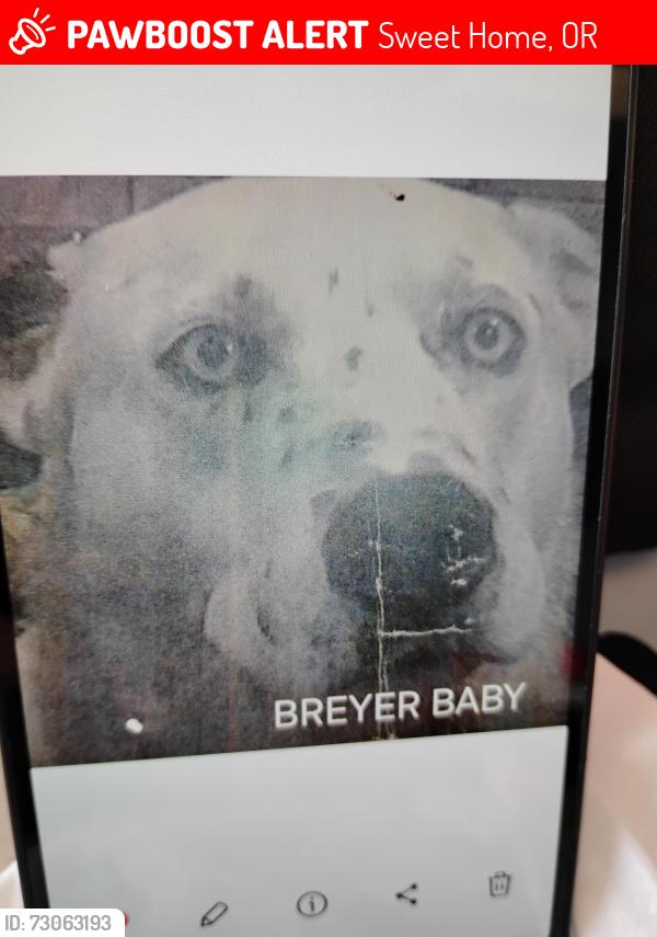 Lost Male Dog last seen Coffee hut, Sweet Home, OR 97386