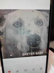Lost Male Dog last seen Coffee hut, Sweet Home, OR 97386