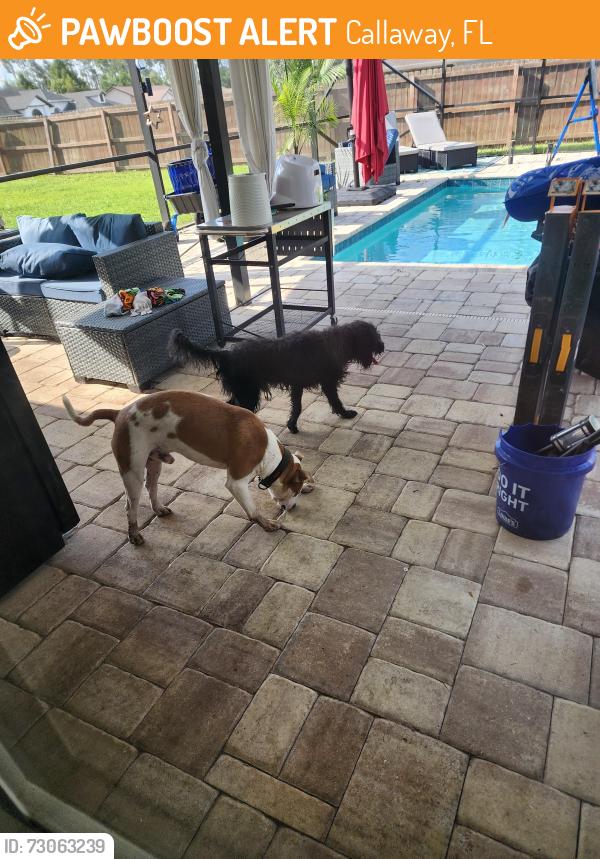 Found/Stray Male Dog last seen Plantation, Callaway, FL 32404