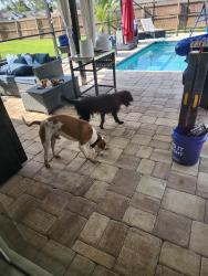 Found/Stray Male Dog last seen Plantation, Callaway, FL 32404