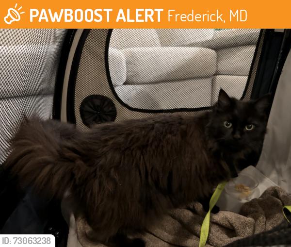 Surrendered Unknown Cat last seen Rocky Springs Road, Fence Buster Ct in Frederick, MD, Frederick, MD 21702
