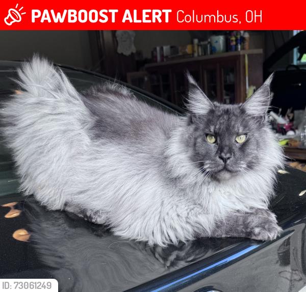 Lost Male Cat last seen Near John Michael Way, Columbus OH 43235, Columbus, OH 43235