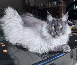 Lost Male Cat last seen Near John Michael Way, Columbus OH 43235, Columbus, OH 43235