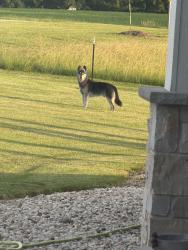 Lost Male Dog last seen Hwy 73 & Poser Rd, Columbus, WI 53925