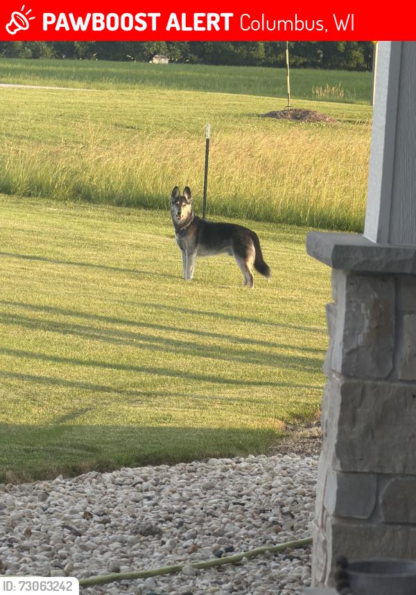 Lost Male Dog last seen Hwy 73 & Poser Rd, Columbus, WI 53925