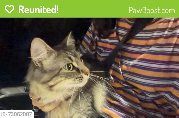 Reunited Female Cat last seen Leyton avenue and Patterson avenue, Scarborough , Toronto, ON M1L