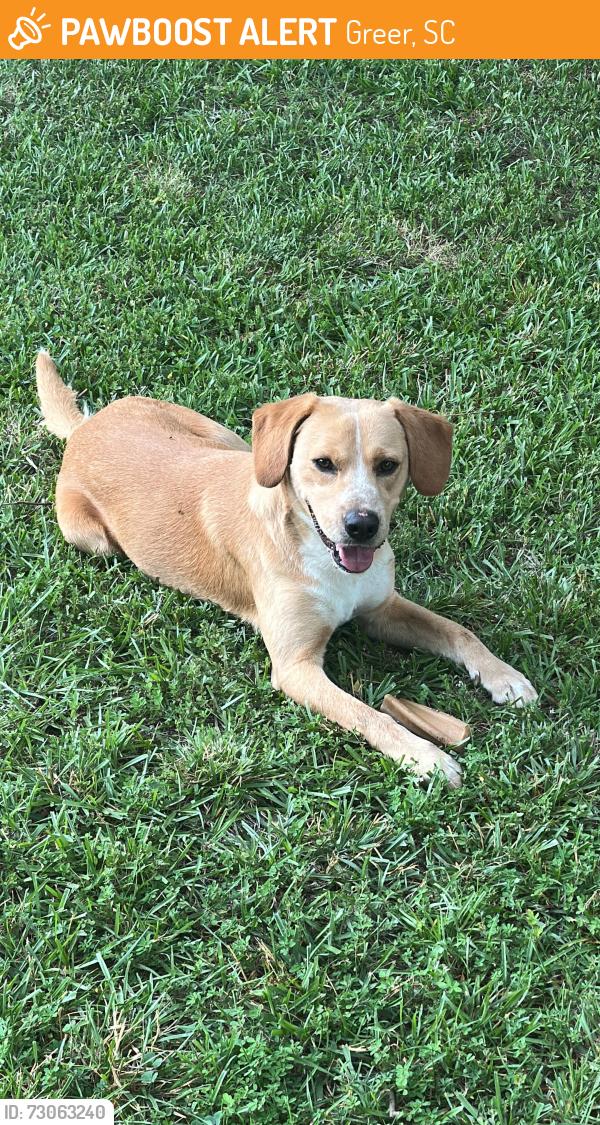 Found/Stray Male Dog last seen Memorial Dr. and Poinsett in Greer, Greer, SC 29650