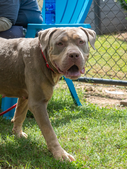 Shelter Stray Female Dog last seen Near Ladonna Dr Decatur, 30032, 30032, GA, 3280 Chamblee Dunwoody Rd, Chamblee, GA 30341, USA