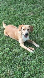 Found/Stray Male Dog last seen Memorial Dr. and Poinsett in Greer, Greer, SC 29650