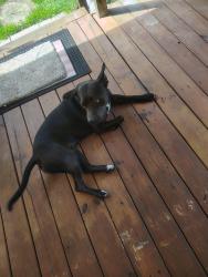 Found/Stray Female Dog last seen Zaxby's, Macclenny, FL 32063