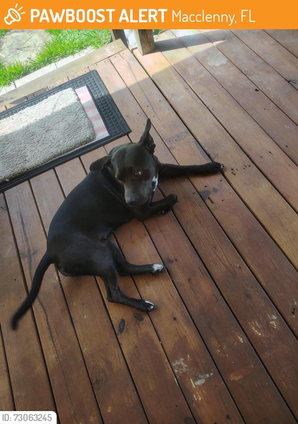 Found/Stray Female Dog last seen Zaxby's, Macclenny, FL 32063