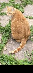Lost Female Cat last seen Wood trace , Magnolia, TX 77354
