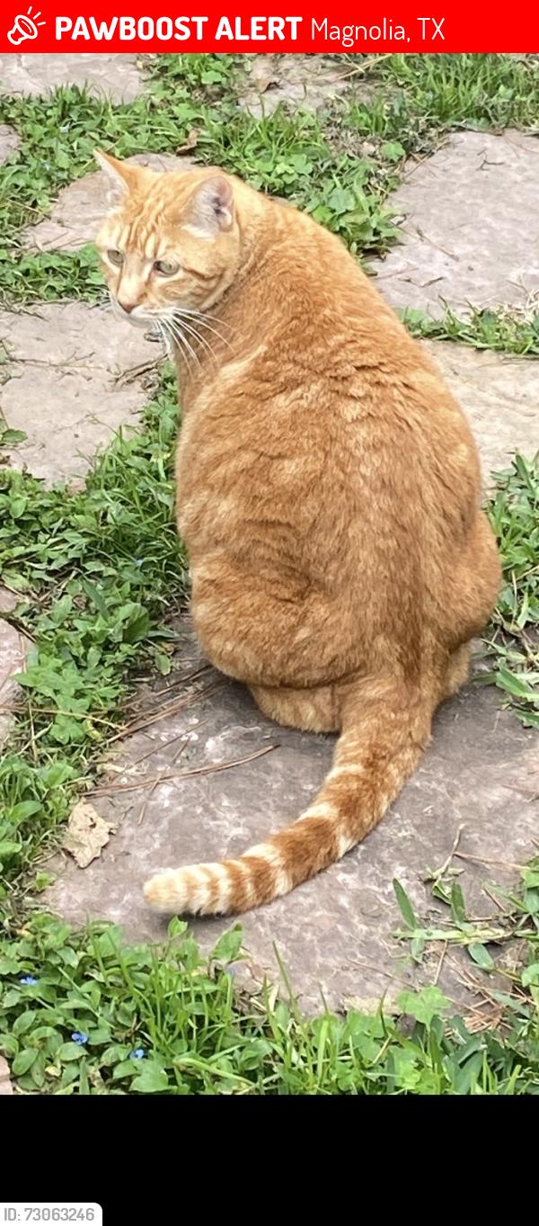 Lost Female Cat last seen Wood trace , Magnolia, TX 77354