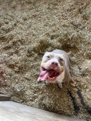 Found/Stray Female Dog last seen Bayshore dr, Bacliff, TX 77518