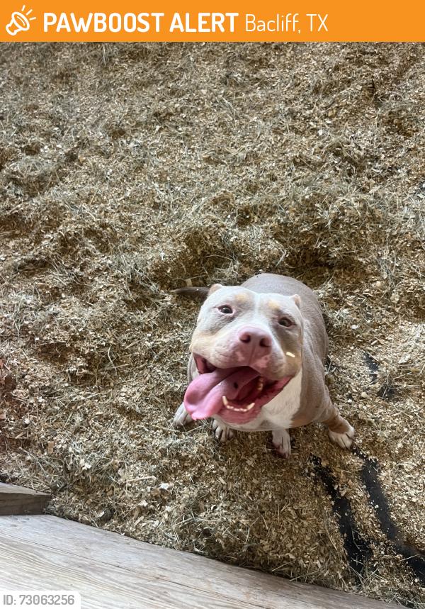 Found/Stray Female Dog last seen Bayshore dr, Bacliff, TX 77518