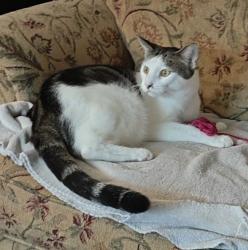 Reunited Male Cat last seen West Ridge St. and Noble Blvd., Carlisle, PA 17013