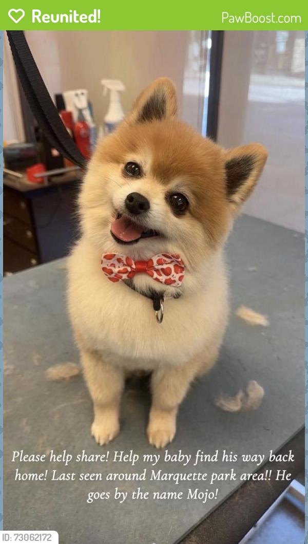 Reunited Male Dog last seen Near and Troy around Marquette park area , Chicago, IL 60629