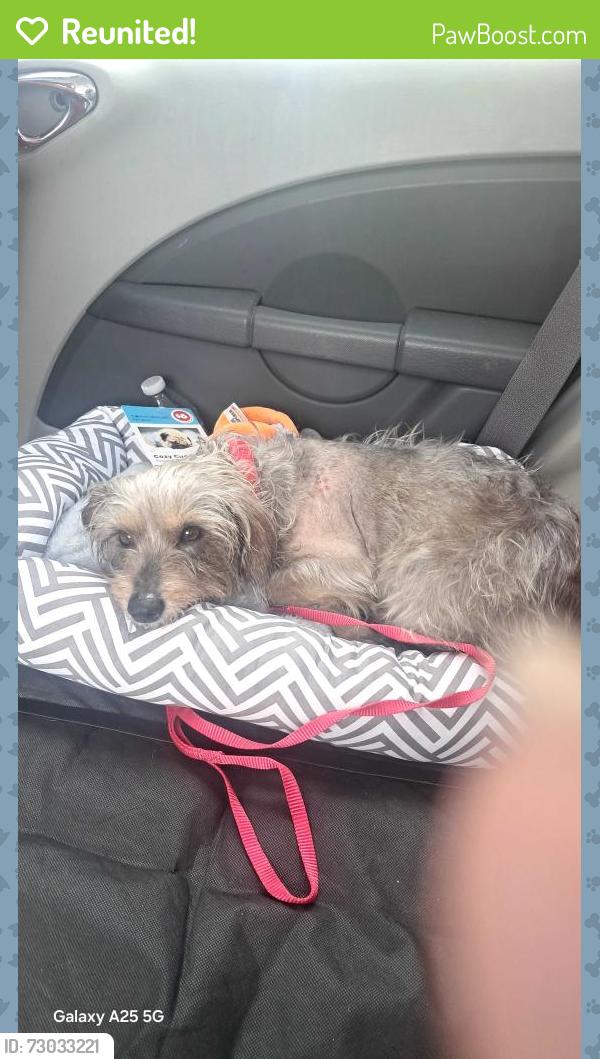 Reunited Female Dog last seen Lantana, N Broadway , Lantana, FL 33462
