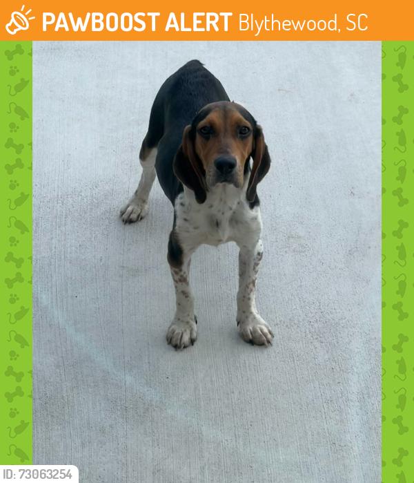 Found/Stray Male Dog last seen Winnsboro Road, Blythewood, SC 29016