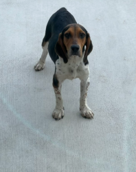 Found/Stray Male Dog last seen Winnsboro Road, Blythewood, SC 29016