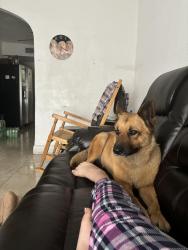 Lost Female Dog last seen Miami, Miami, FL 33125