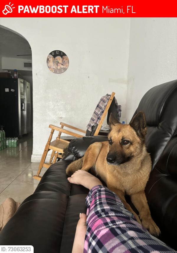 Lost Female Dog last seen Miami, Miami, FL 33125