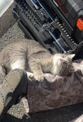 Lost Male Cat last seen Near 110th Pl se, Everett, WA 98208