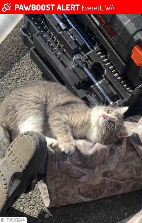 Lost Male Cat last seen Near 110th Pl se, Everett, WA 98208