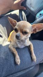 Lost Female Dog last seen Craig and valley, North Las Vegas, NV 89032