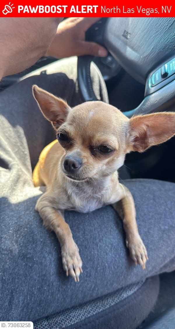 Lost Female Dog last seen Craig and valley, North Las Vegas, NV 89032