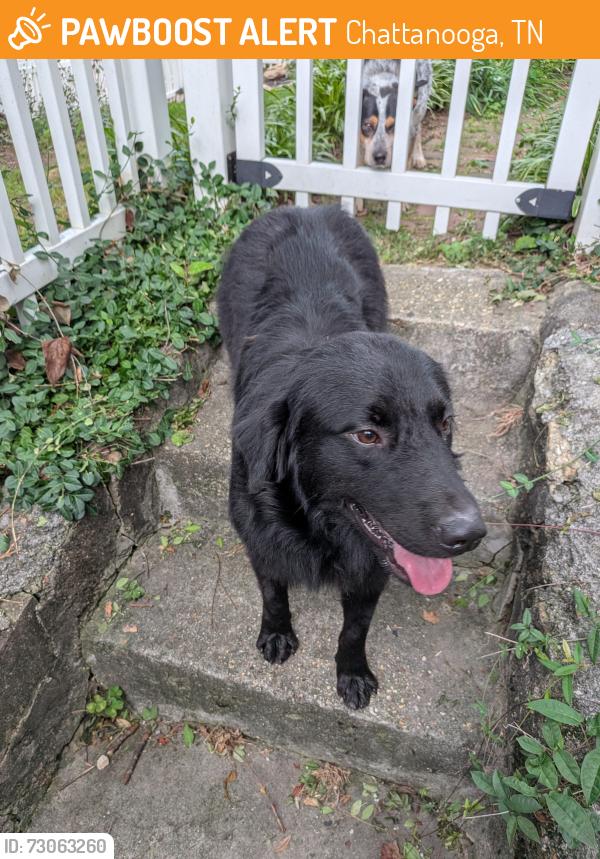 Found/Stray Unknown Dog last seen Dartmouth & Knickerbocker, Chattanooga, TN 37405