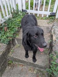 Found/Stray Unknown Dog last seen Dartmouth & Knickerbocker, Chattanooga, TN 37405