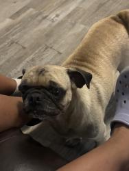 Found/Stray Female Dog last seen Laspina, Tulare, CA 93274