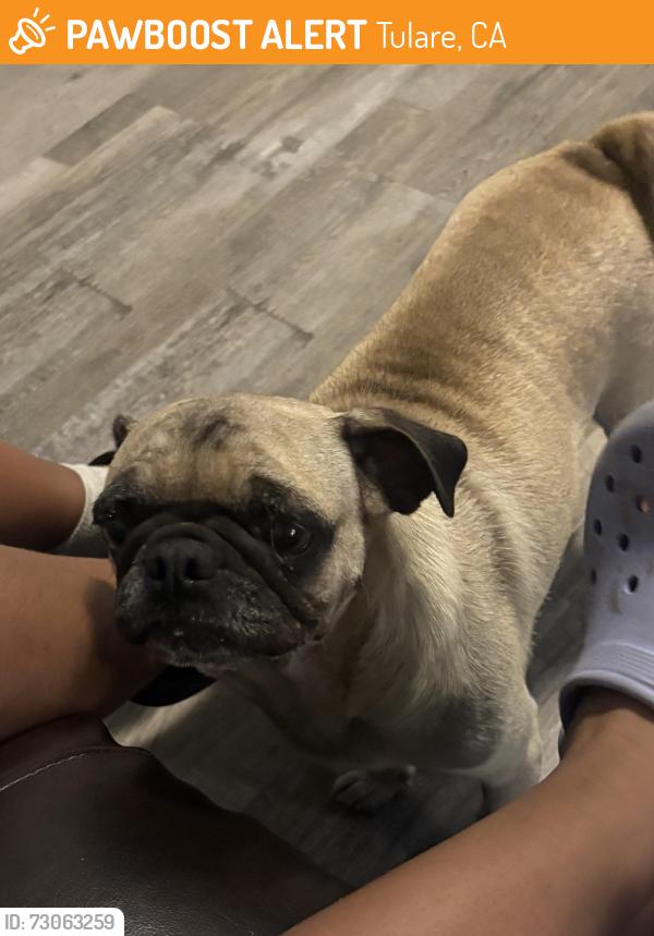 Found/Stray Female Dog last seen Laspina, Tulare, CA 93274