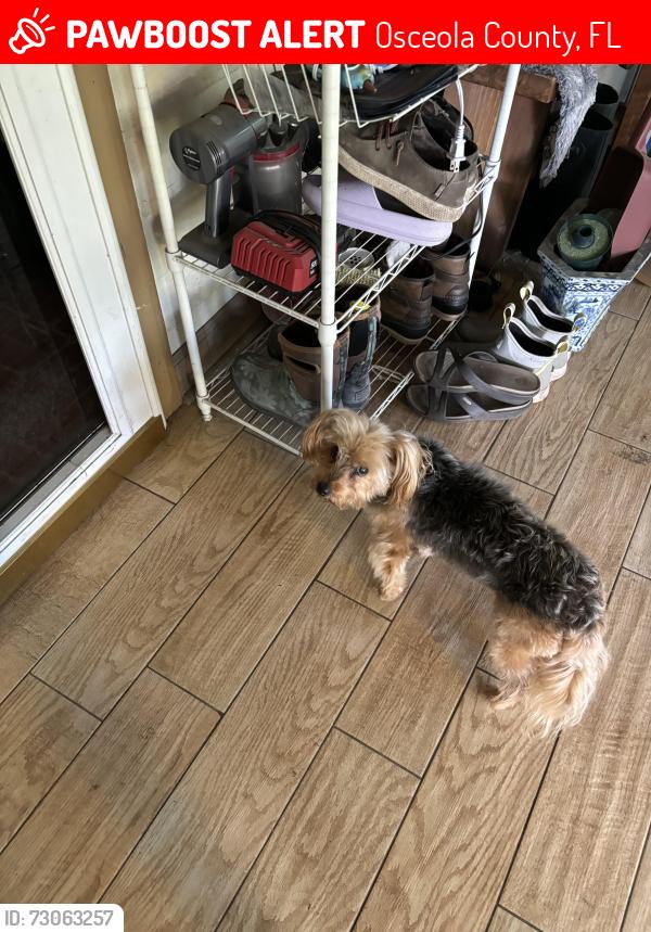 Lost Female Dog last seen Fortune road Youngsville Louisiana, Osceola County, FL 34744