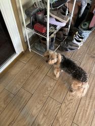 Lost Female Dog last seen Fortune road Youngsville Louisiana, Osceola County, FL 34744