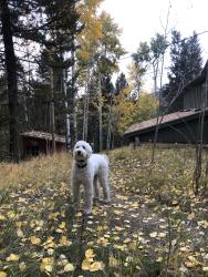 Lost Female Dog last seen Avenues, Cheyenne, Cheyenne, WY 82001