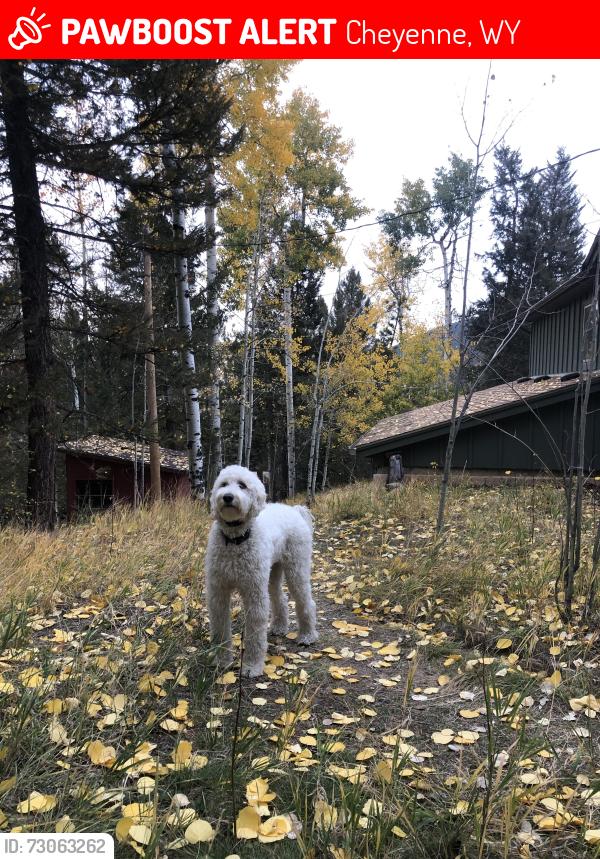 Lost Female Dog last seen Avenues, Cheyenne, Cheyenne, WY 82001