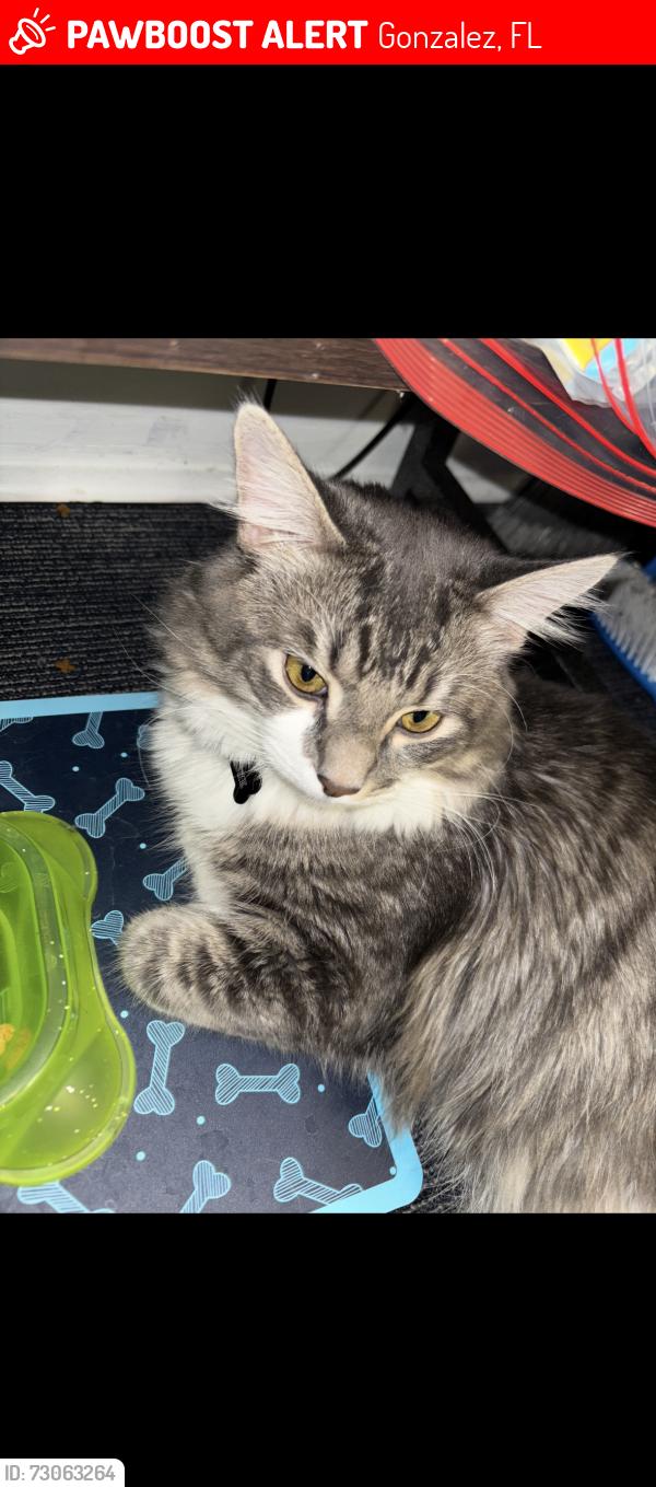 Lost Male Cat last seen Ronnys car wash, Gonzalez, FL 32533