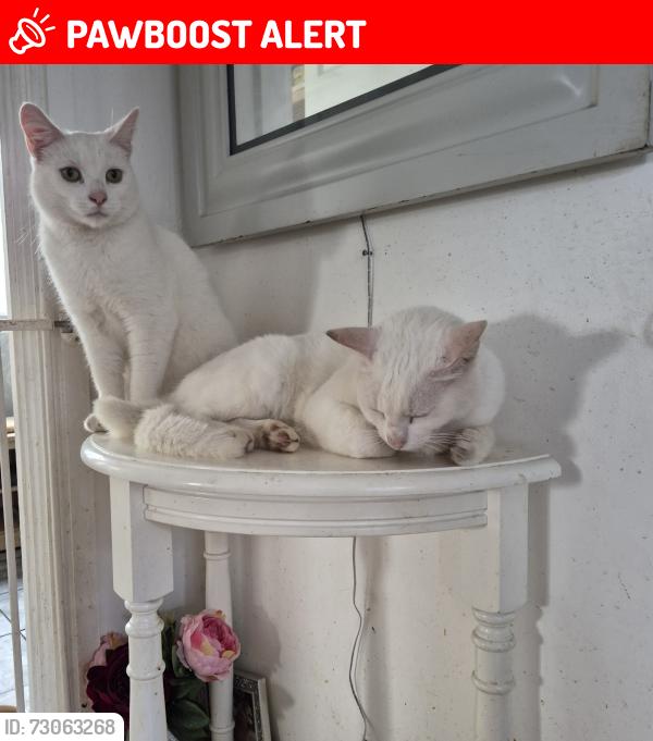 Lost Male Cat last seen Toothill, Toot Hill, England CM5