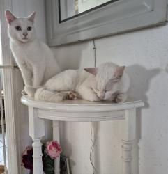 Lost Male Cat last seen Toothill, Toot Hill, England CM5