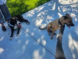 Reunited Male Dog last seen Yale and Calhoun , South Daytona, FL 32119