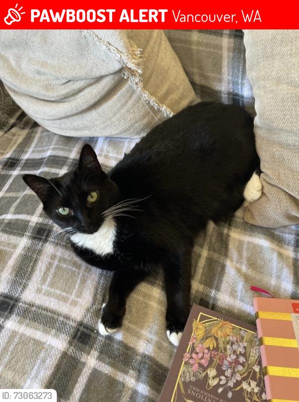 Lost Female Cat last seen 155th and 10th Ave, Vancouver, WA 98685