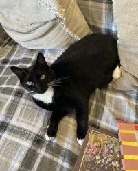 Lost Female Cat last seen 155th and 10th Ave, Vancouver, WA 98685