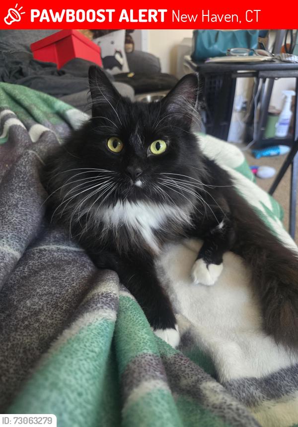 Lost Female Cat last seen Greenwich st, New Haven, CT 06519