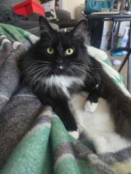 Lost Female Cat last seen Greenwich st, New Haven, CT 06519
