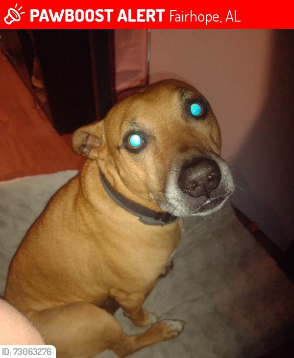 Lost Male Dog last seen Hey 181 and co. Rd 98, near corner Copia garden center, Fairhope, AL 36532