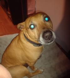Lost Male Dog last seen Hey 181 and co. Rd 98, near corner Copia garden center, Fairhope, AL 36532
