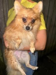 Reunited Male Dog last seen Roundwood ct, Tampa, FL 33615